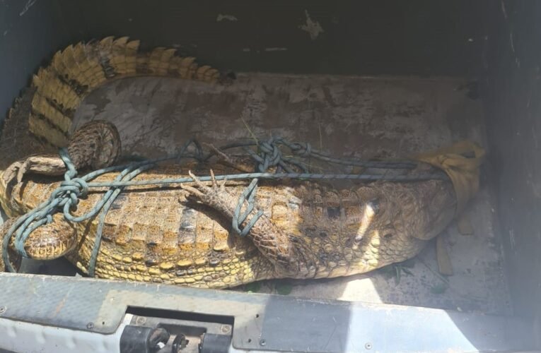 Jacaré de 2 metros é resgatado dentro do campus do Ifap em Macapá; é o 2º animal em 17 dias