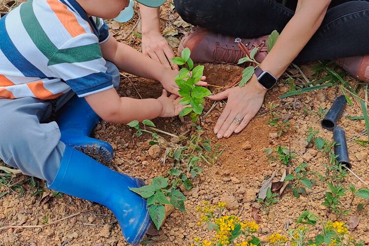 VÍDEO: Instituto Terrenus inicia plantio de mudas na Serra de Santa Helena