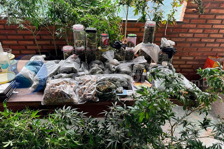 Trio é preso por cultivo de maconha e cogumelo em condomínio de Pedro Leopoldo